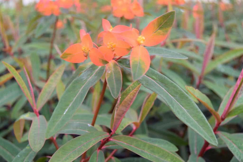 Euphorbia griffithii 'Fireglow' ---